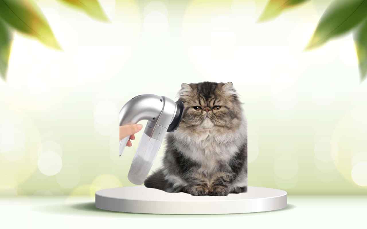 Scopri SpazzolAmica: elimina i peli degli animali e rendi la tua casa impeccabile