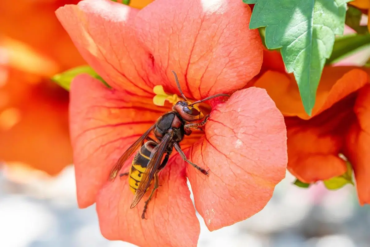 Attenzione! Ecco le piante che attirano vespe