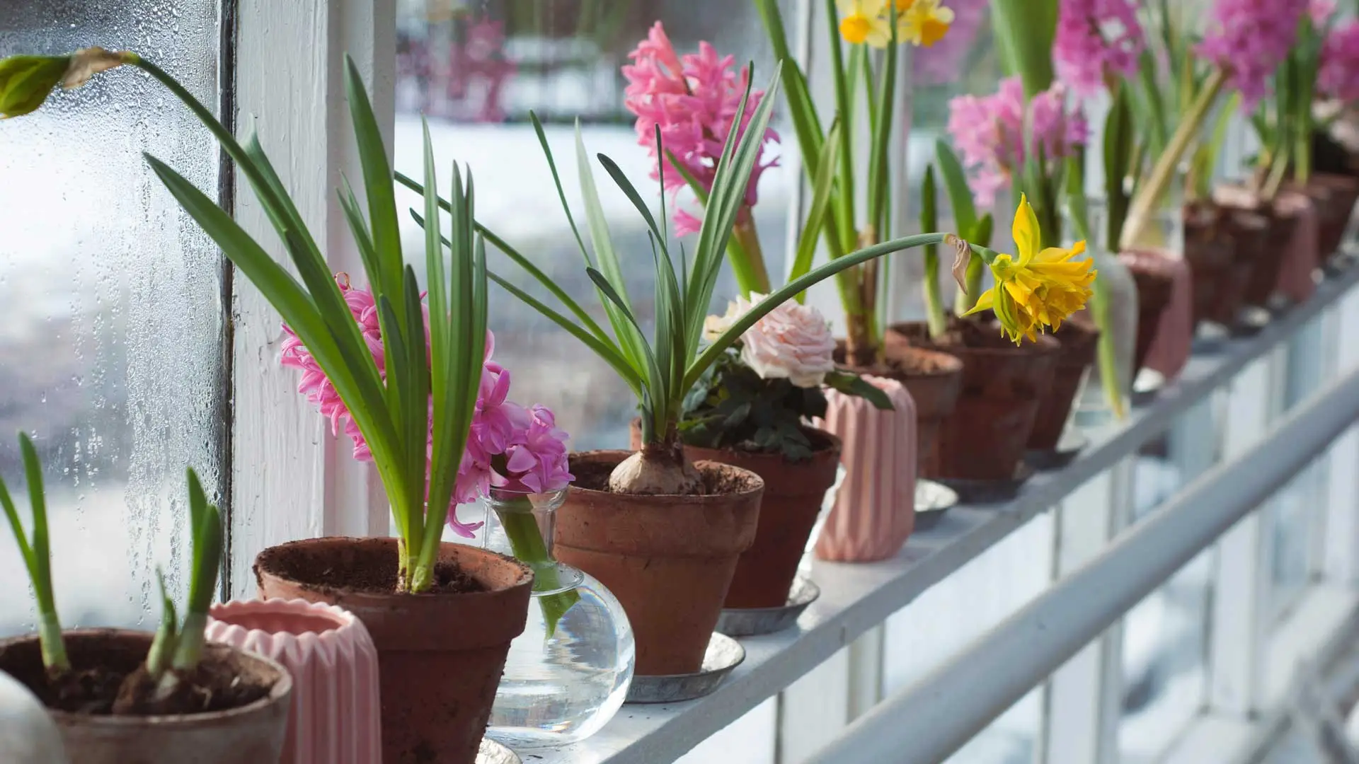 Il lato nascosto dei vasi troppo piccoli